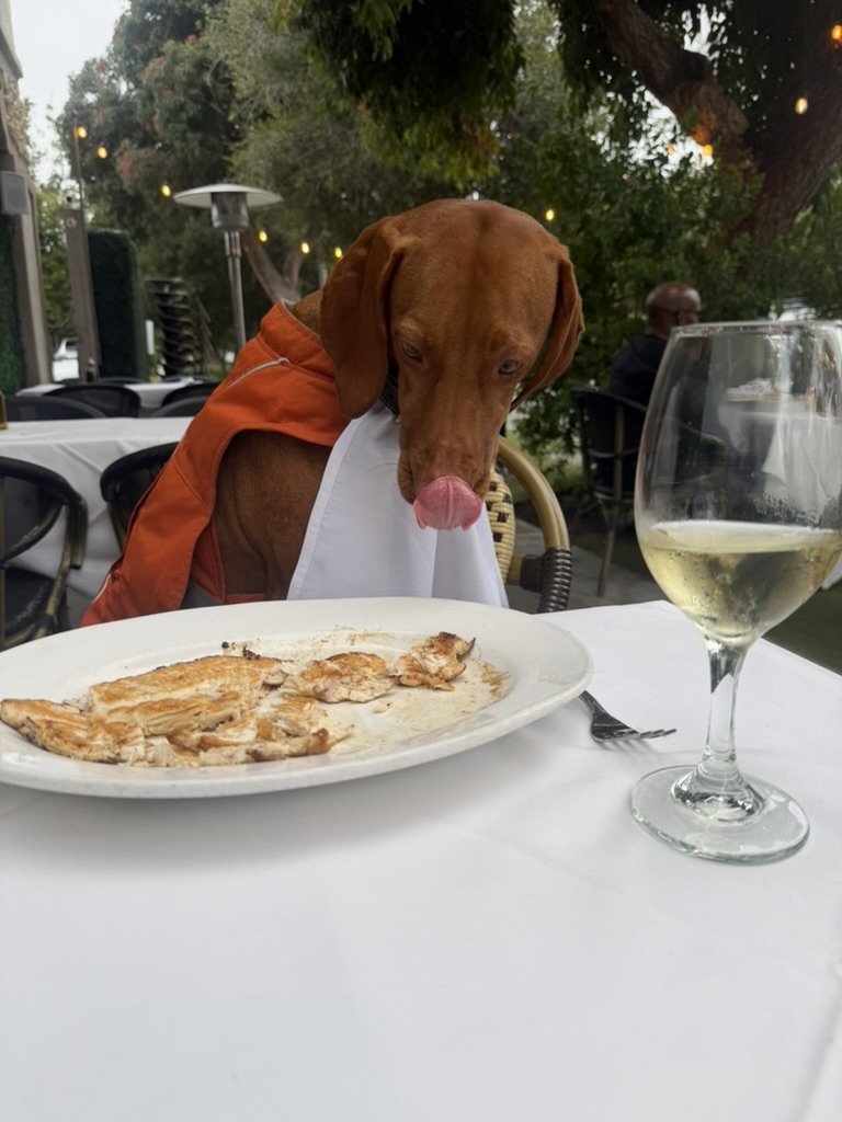 A very well-mannered dog sitting politely at an outdoor restaurant table, napkin tucked in like a bib, beside a glass of wine